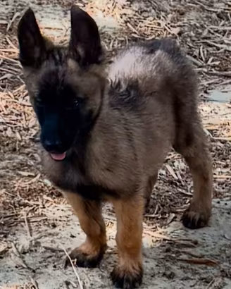Pastore belga Malinois