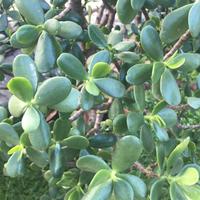 Piante grasse