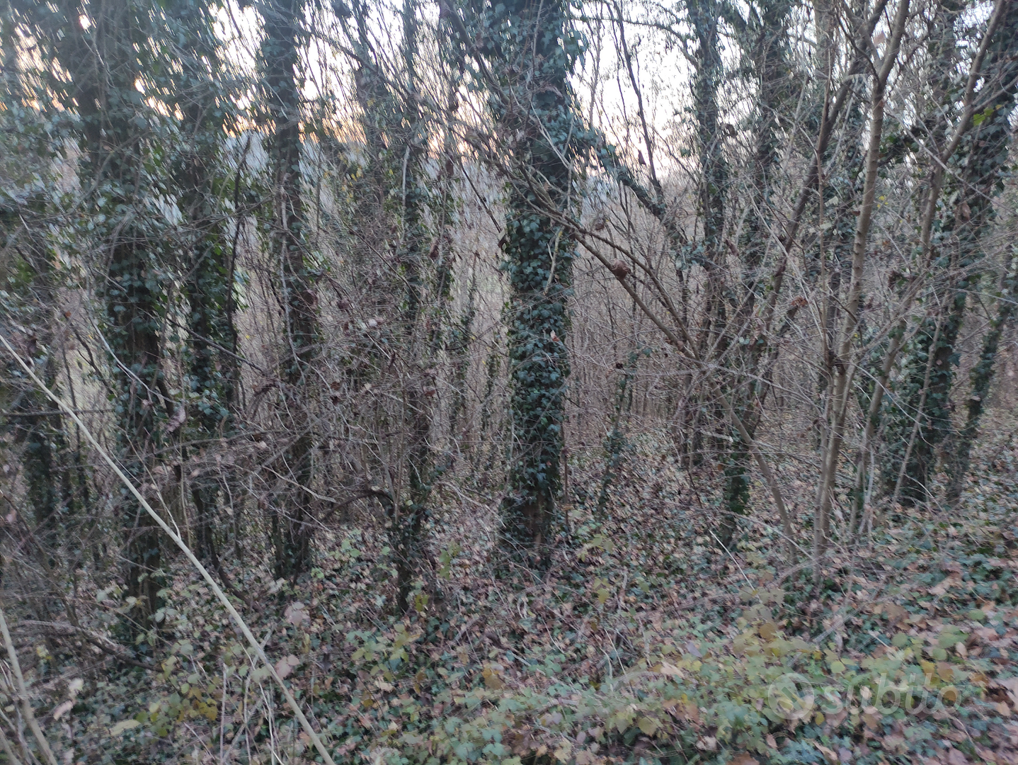 Terreno agricolo con bosco ceduo - Vista 4