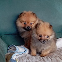 Volpino di Pomerania