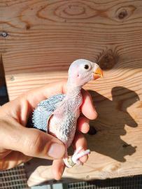 Pullo di parrocchetto dal collare clertail