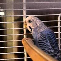 Uccellino più gabbia più trapiede è mangiare