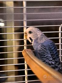 Uccellino più gabbia più trapiede è mangiare