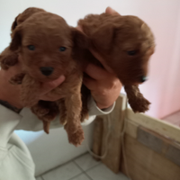 Cuccioli di barboncino