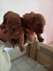 Cuccioli di barboncino