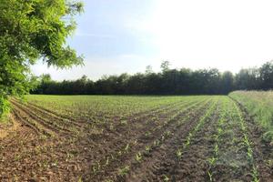 Terreno di 8880 m² a Cantù