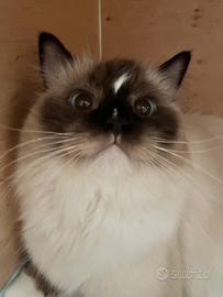 Ragdoll adulta seal mitted con Pedigree