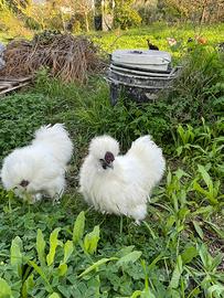 Gallo razza Moroseta