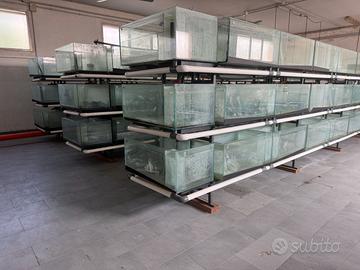 acquario