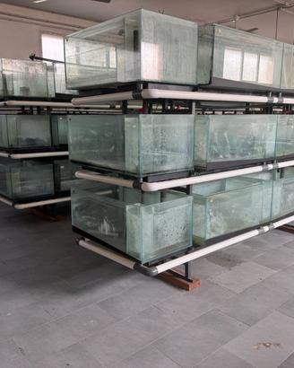 acquario