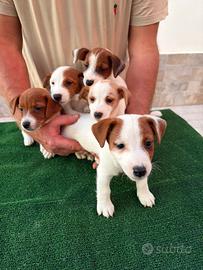 Jack Russell Terrier