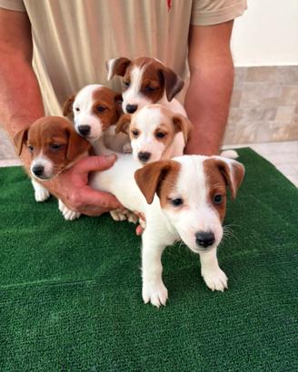 Jack Russell Terrier