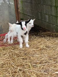 Capretti da compagnia