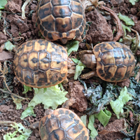 Tartarugh di terra baby Hermann