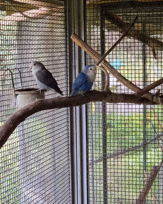 Coppia inseparabili riproduttiva