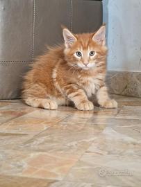 CUCCIOLO MAINE COON RED TABBY PEDIGREE
