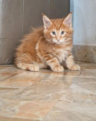 CUCCIOLO MAINE COON RED TABBY PEDIGREE