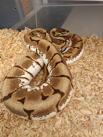 Serpente, pitone reale, python regius