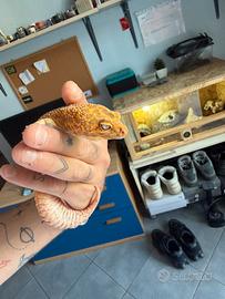Geco Leopardino Tangerine