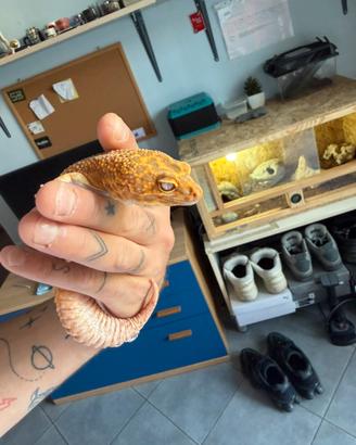 Geco Leopardino Tangerine