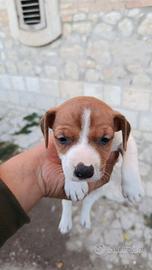 Jack Russell femmina