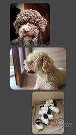 Lagotto Romagnolo