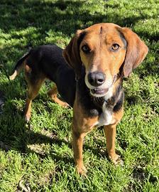 Segugio mix foxhound taglia media in adozione