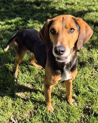 Segugio mix foxhound taglia media in adozione