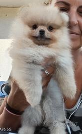 Volpino di Pomerania cucciola Spitz