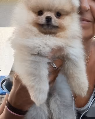 Volpino di Pomerania cucciola Spitz