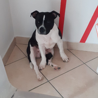 Regalo staffordshire bull terrier