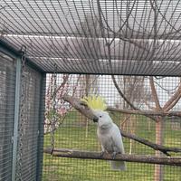 Cacatua Galerita Eleonora