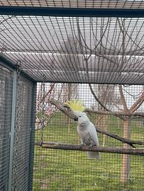 Cacatua Galerita Eleonora