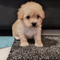 Maltipoo