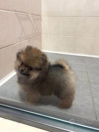 Stupendo Pomerania fulvo scuro