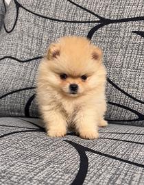 Spitz di Pomerania Mini Toy
