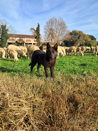 Cucciola Pastore Lagorai