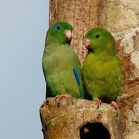 Coppia Forpus riproduttiva