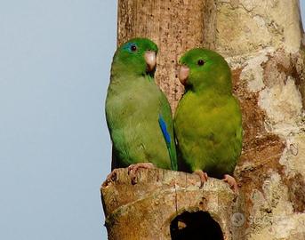 Coppia Forpus riproduttiva