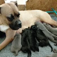 Cuccioli di Cane corso