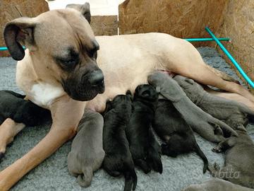 Cuccioli di Cane corso