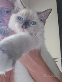 Micini ragdoll