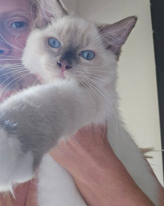 Micini ragdoll