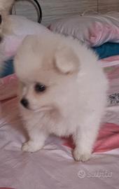 Volpini di Pomerania