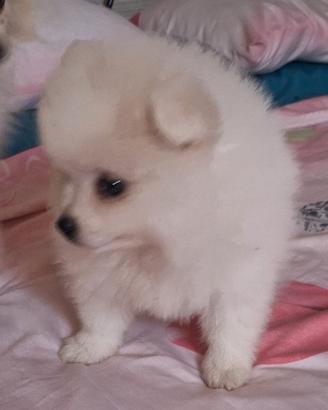 Volpini di Pomerania