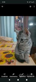 Gattino 3 mesi