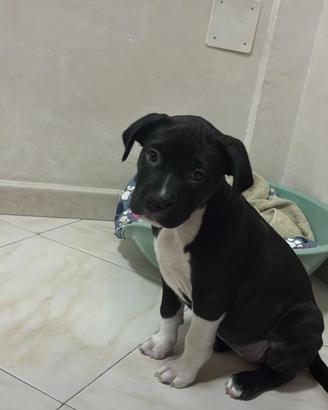 Cane Pit bul amstaf