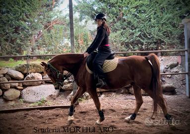 Cavallo Quarab per Passegiate