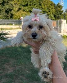 Maltipoo