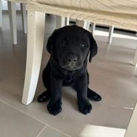 Ultima Cucciola di Labrador Retriever con pedigree